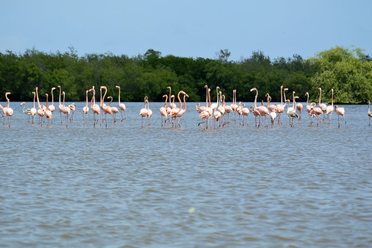 Flamingos in Suriname