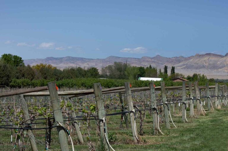 Colorado Is Home to a Hidden Gem Wine Region