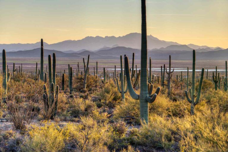 Saguaro National Park Guide